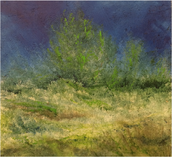 Desert Broom